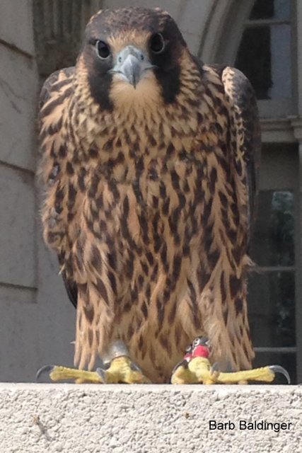 Azine,  Black over Red, 49 over Y at the Whittier by Barb Baldinger 6-26-2015